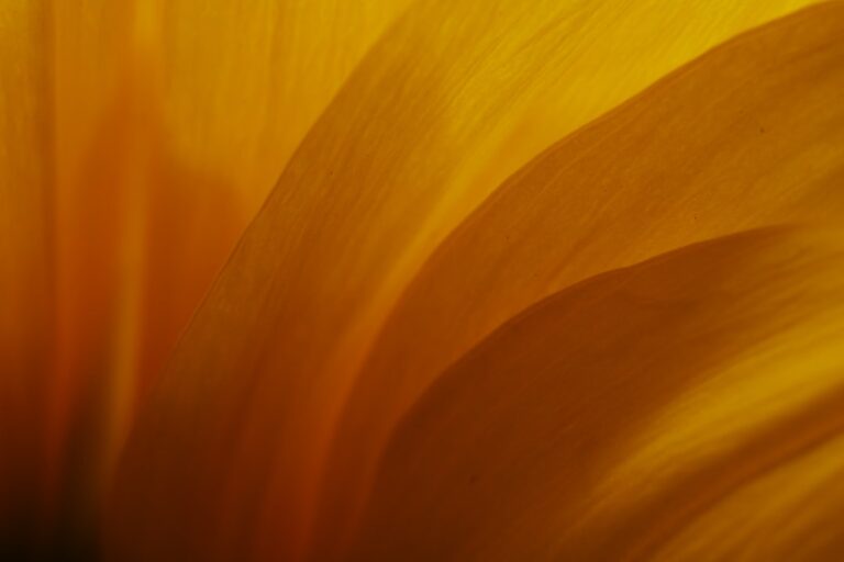 Discover the Alluring World of Fragrances at Essence Blooms