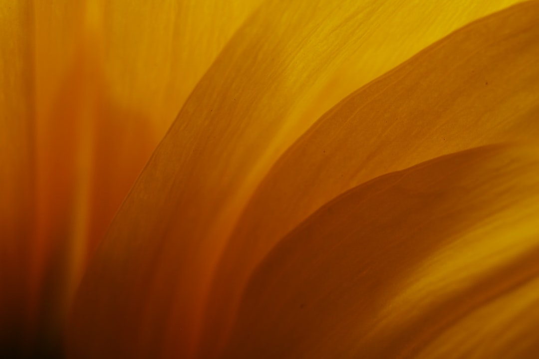 Discover the Alluring World of Fragrances at Essence Blooms